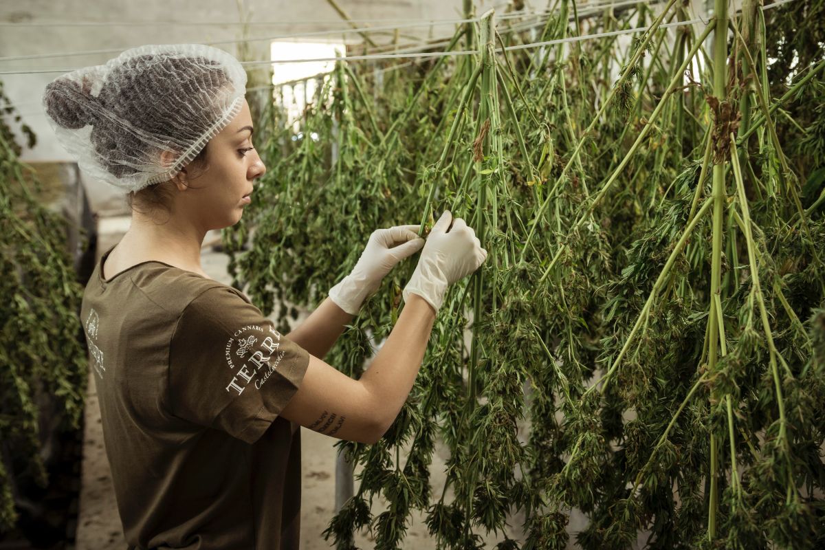 Ce este cannabisul medicinal